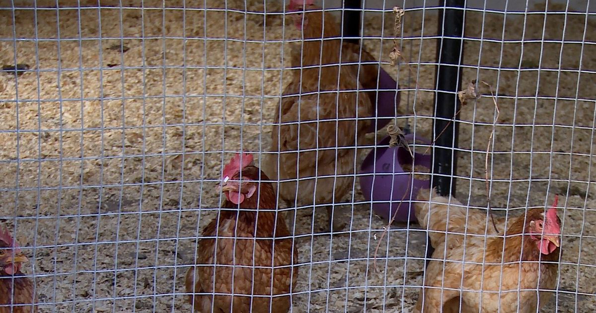 Landelijke ophokplicht na meerdere uitbraken van vogelgriep in korte tijd