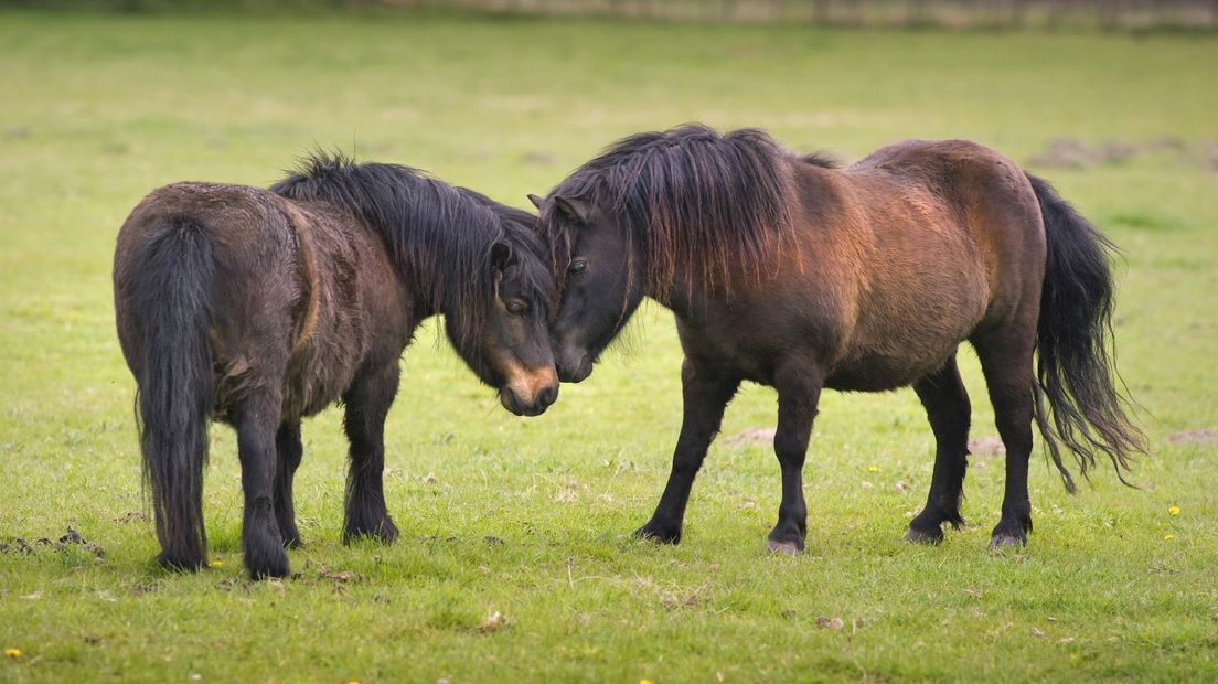 Shetlandpony's