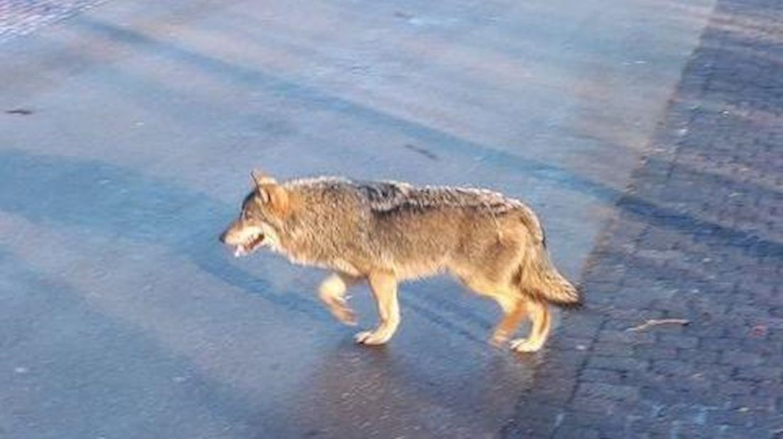 Wolf gezien in Twente