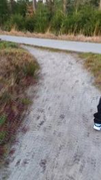 Ongewenst gedrag van wolf