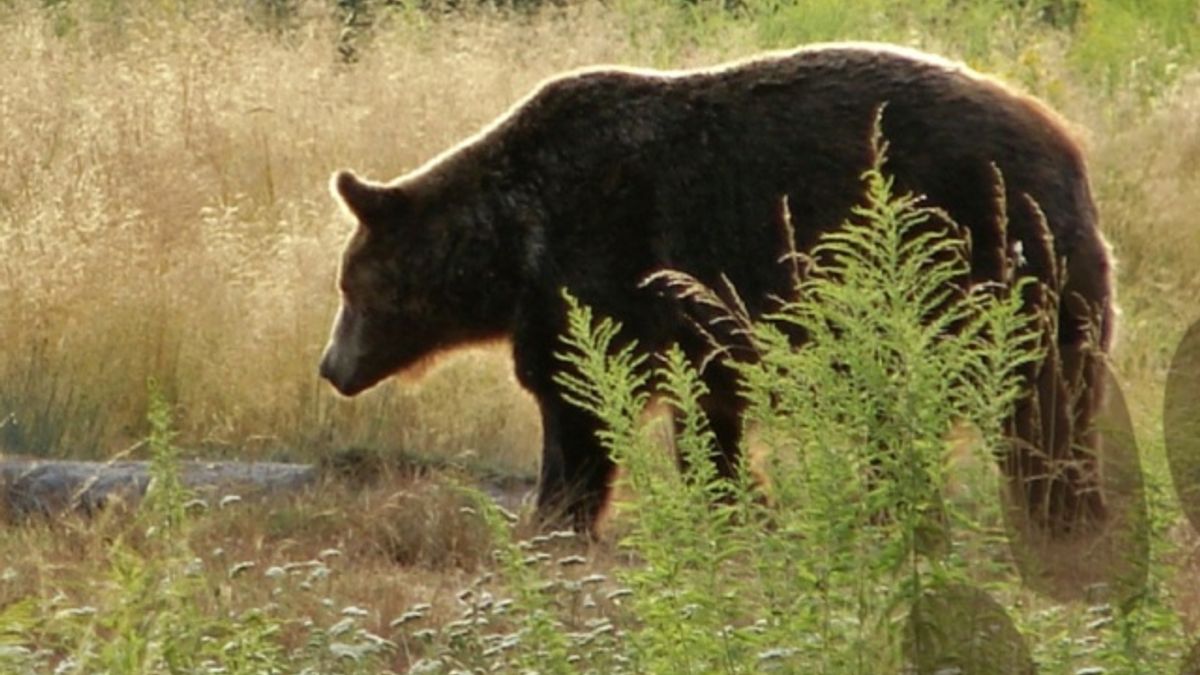 Dierenpark Emmen stapt uit wildpark Erica