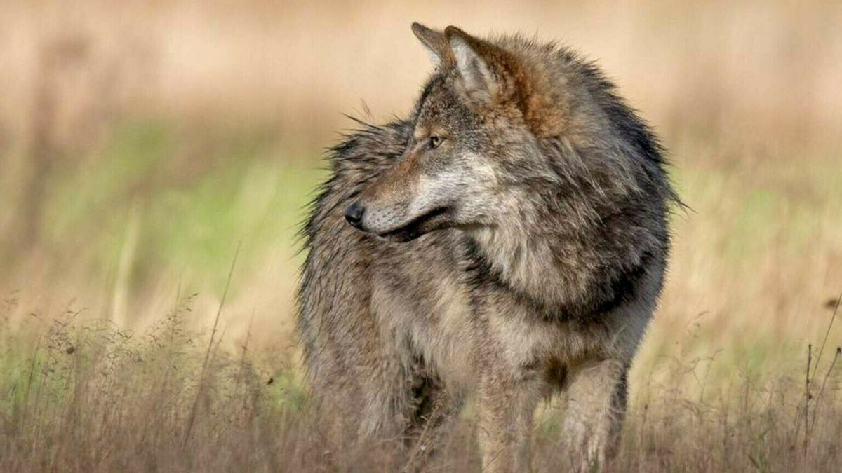 Zwiggelte luidt de noodklok: 'Durven niet meer naar buiten door roedel wolven'