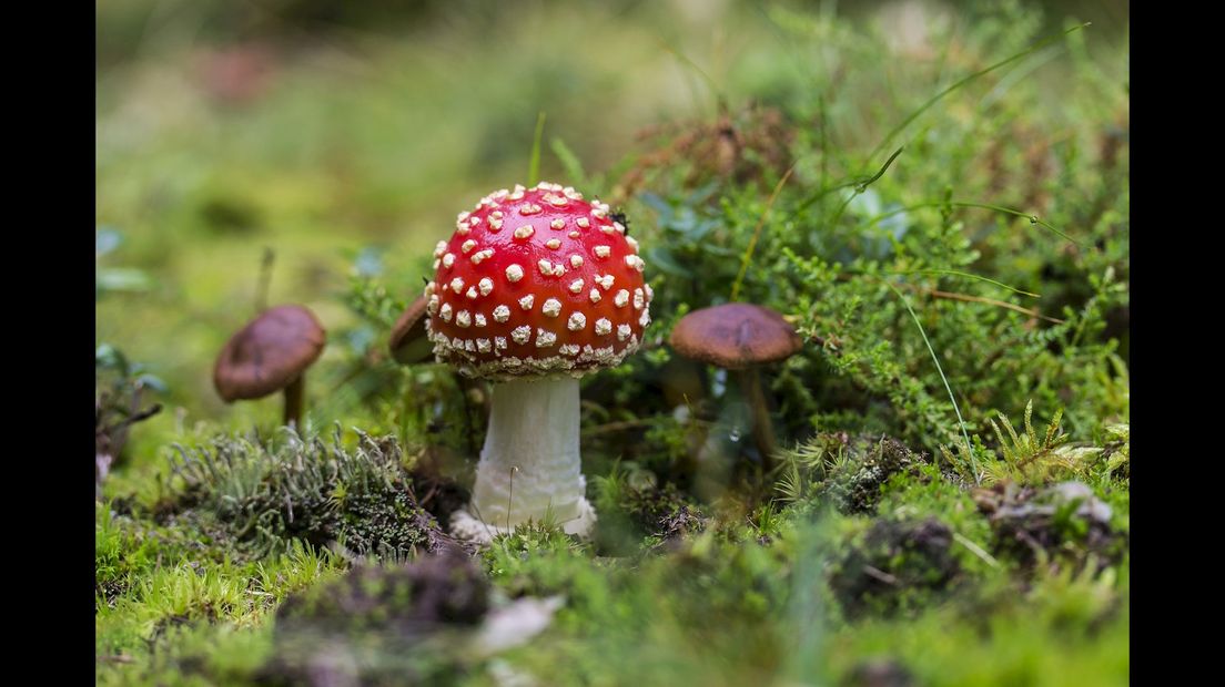 Paddenstoelen excursie