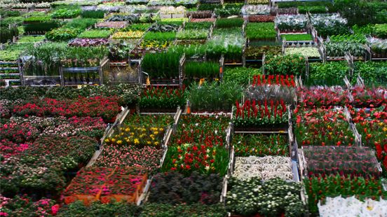 Vullen we naast onze tank, ook onze auto vol met bloemen in buurlanden? Home