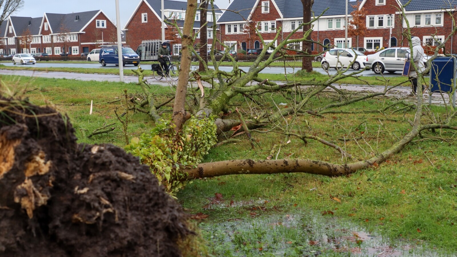 Beam omwaaid op de Dammelaan yn Ljouwert