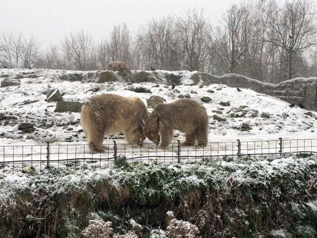 De ijsberen in Diergaarde Blijdorp zijn blij met de sneeuw!