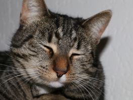 108 verwaarloosde katten gevonden in kleine kar: 'Krankzinnige situatie'