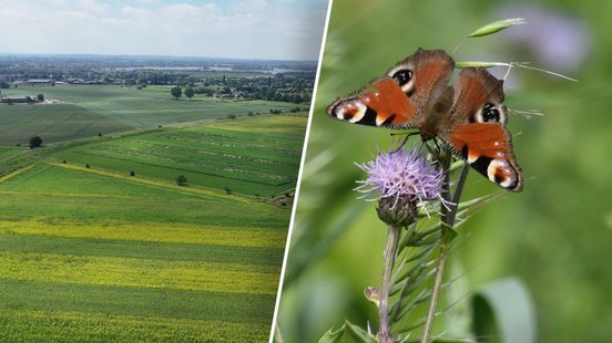 Mozaïek van kruidengewassen op akker geeft biodiversiteit gigantische boost