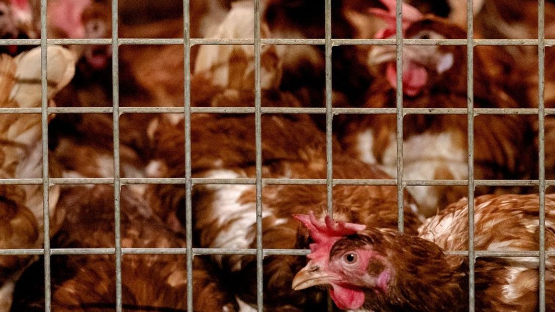 De roep om vaccineren wordt steeds luider om vogelgriep tegen te gaan.