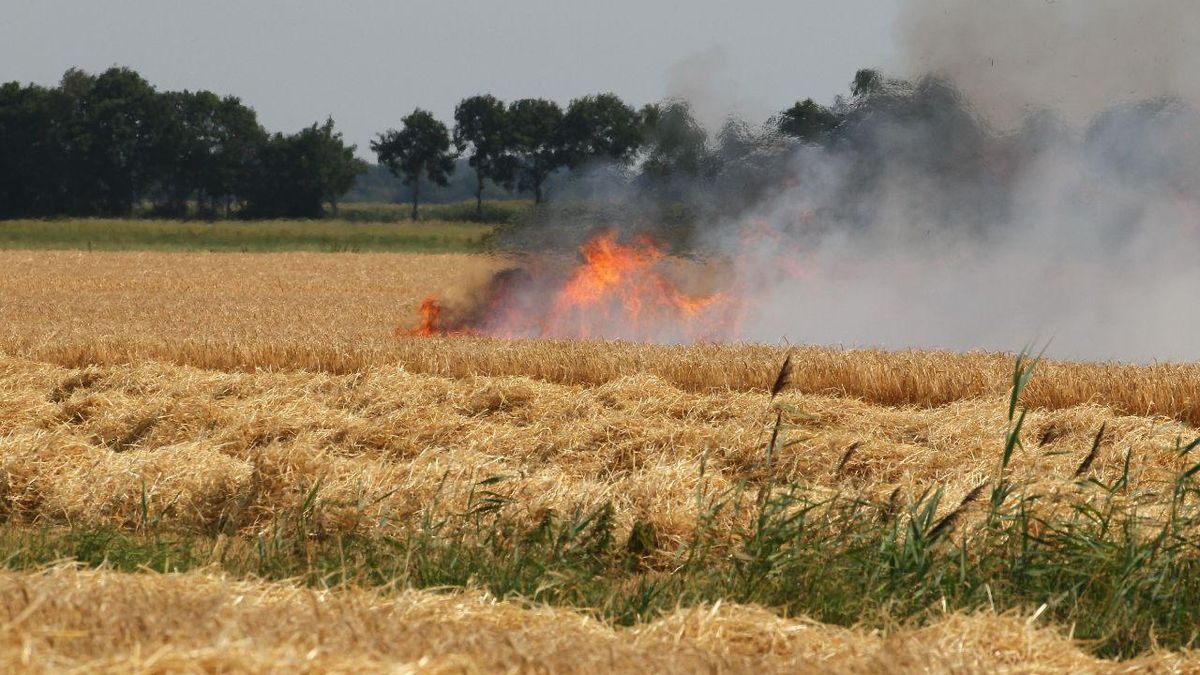 Brand op graanakker bij Gasselternijveen