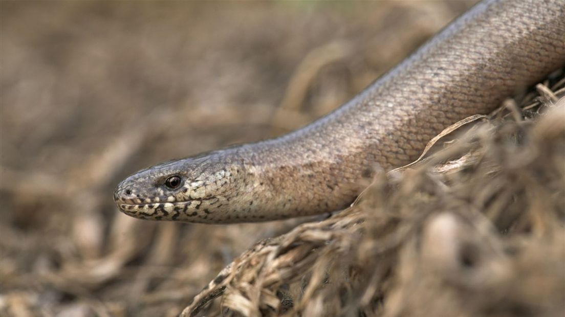 Op de Sallandse Heuvelrug worden hazelwormen (foto) en zandhagedissen volgens Natuuralert veelvuldig doodgereden door mountainbikers.