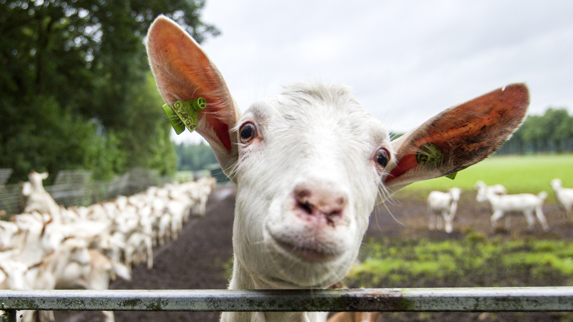 Biologysk buorkje kin net út foar alle boeren, fernimt ek in Fryske geitehâlder