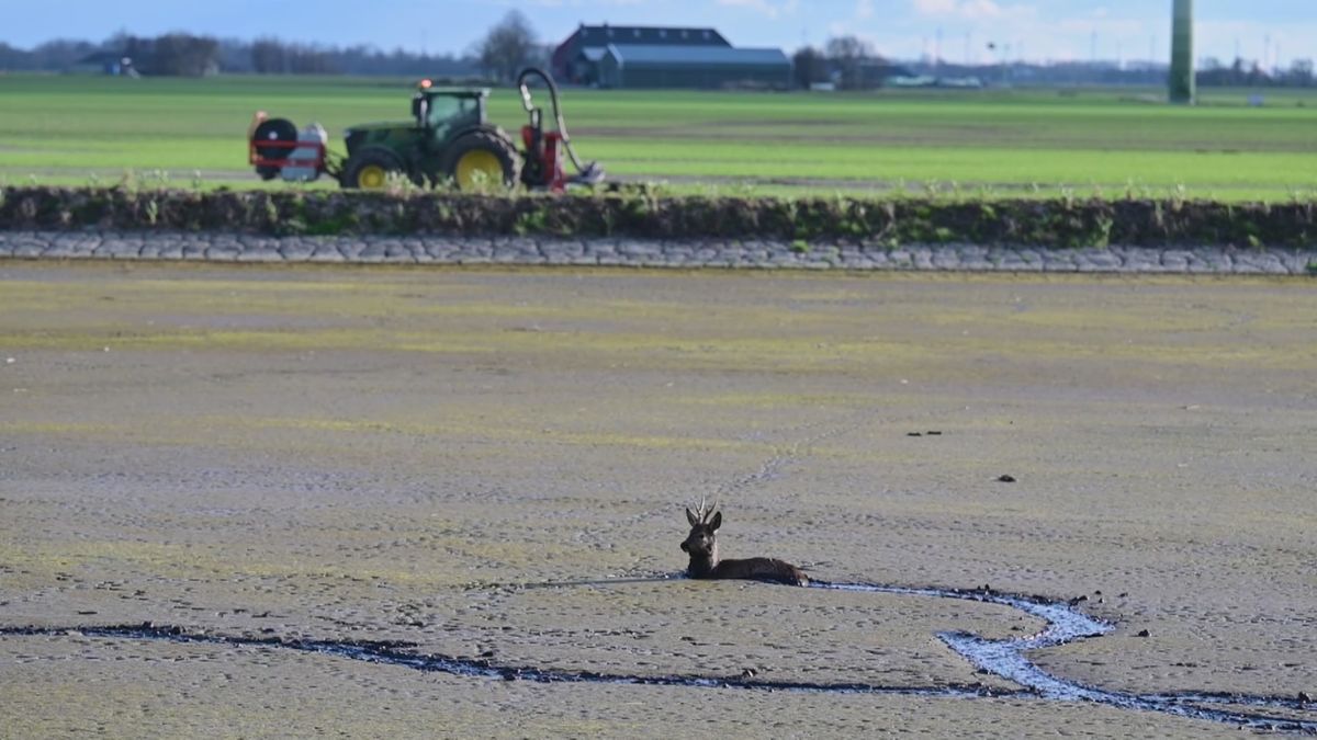 Brandweer redt ree met hulp van slikslee