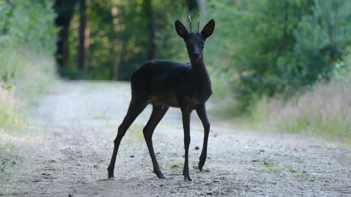 Fotograaf ziet zwarte ree in Lage Vuursche