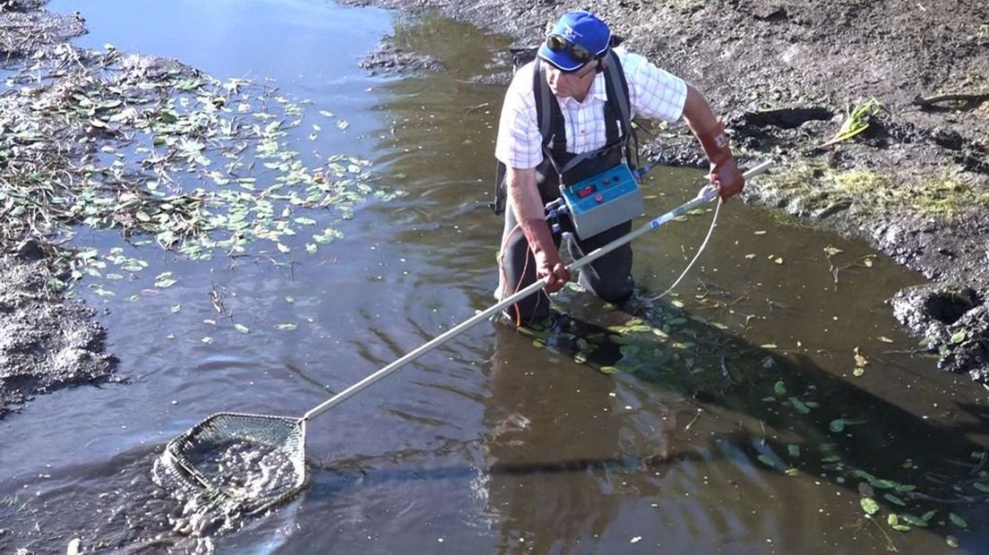 Vrijwilligers halen met elektrische schepnetten vissen uit het water