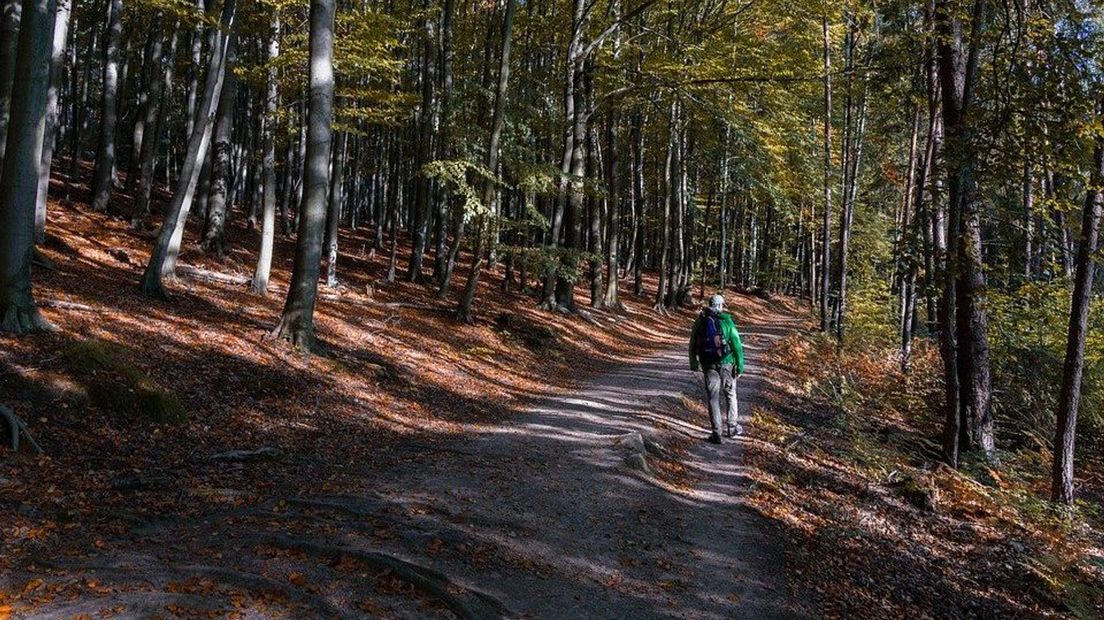 Nu er een groot boscomplex op de Veluwe staat, verdampt er drie keer zoveel.