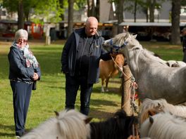 Paarden niet van Dwingelermarkt weg te krijgen: 'Het is iets unieks'