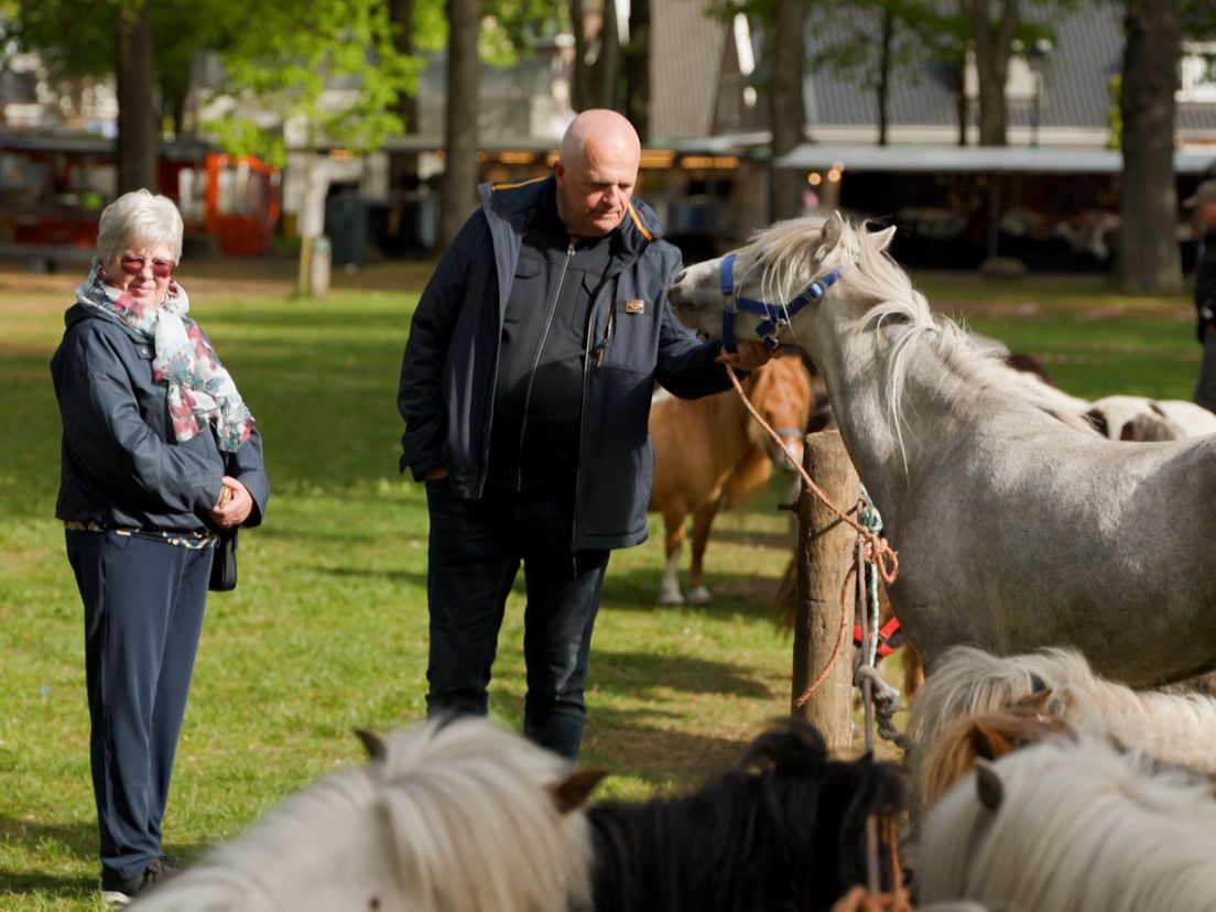 Paarden niet van Dwingelermarkt weg te krijgen: 'Het is iets unieks'
