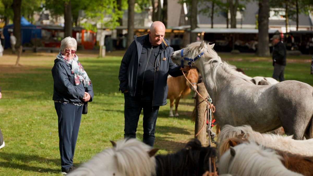 Paarden niet van Dwingelermarkt weg te krijgen: 'Het is iets unieks'
