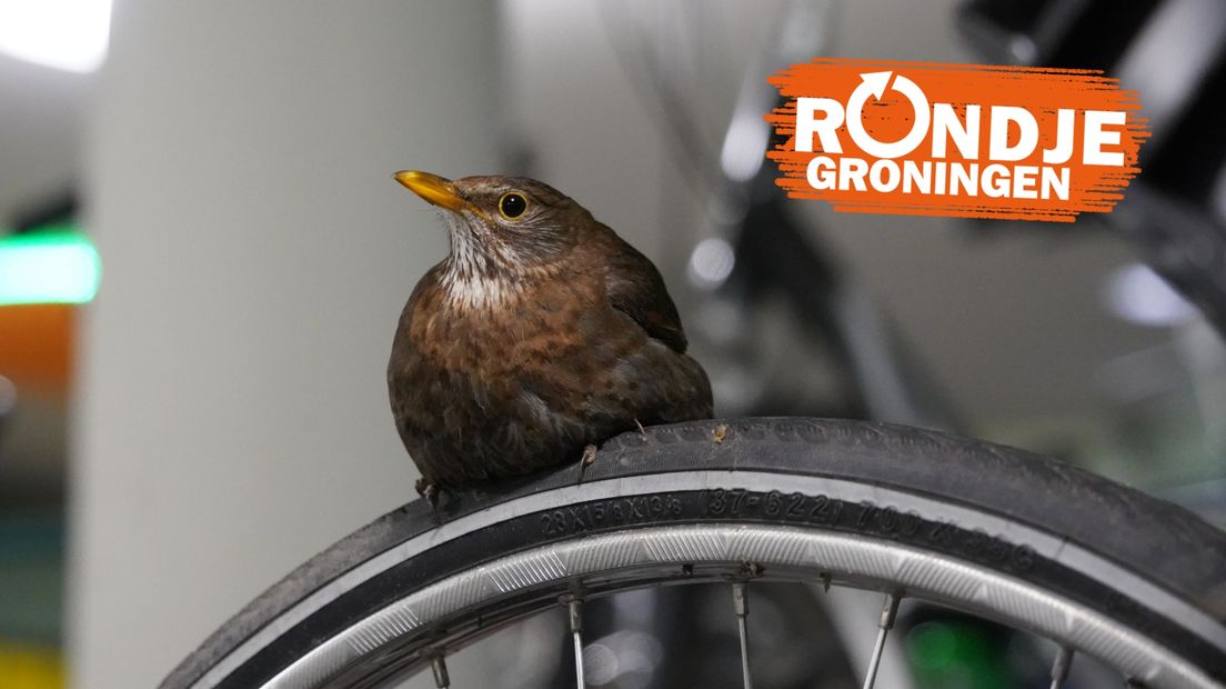 Papa of mama vogel zit op een fietsband
