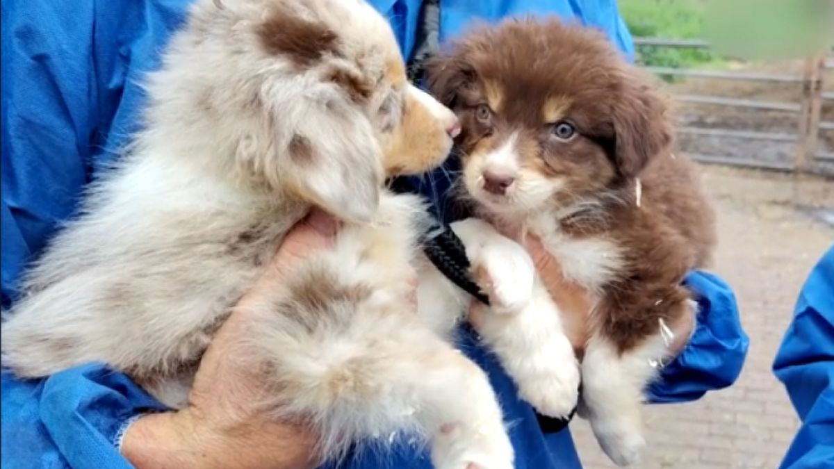 Deel van verwaarloosde honden teruggegeven, fokker blijft onder toezicht