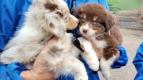 Deel van verwaarloosde honden teruggegeven, fokker blijft onder toezicht Home