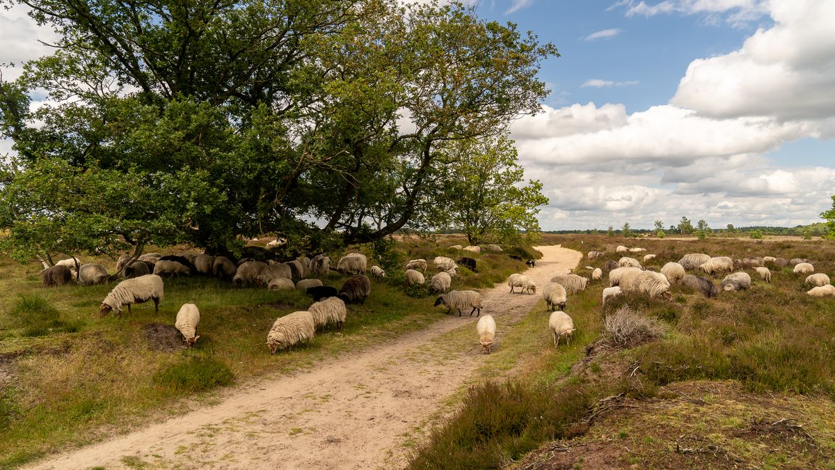 Het Stroomdal ontkent overname kudde Balloërveld, herder voelt zich voorgelogen