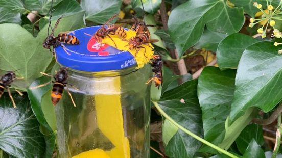 Aziatische hoornaar rukt verder op: wat kun je zelf doen? Nieuws