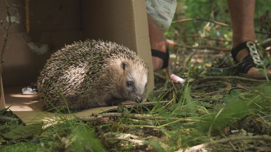 Geredde egels krijgen nieuwe plek tussen de slakken op boerderij Nieuws