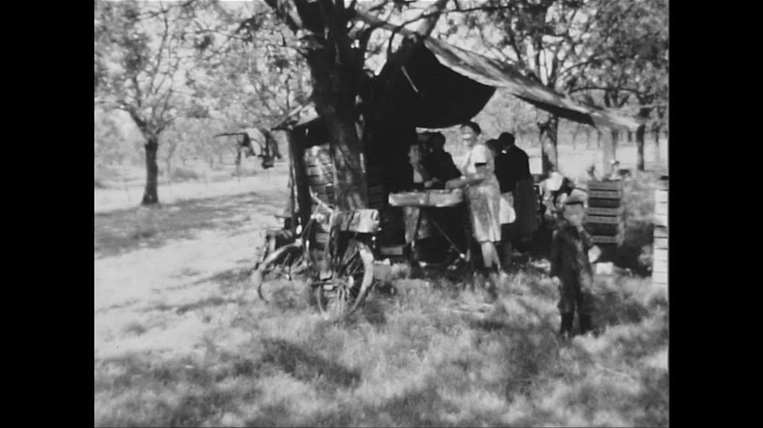 'Het hut' in de kersenbongerd