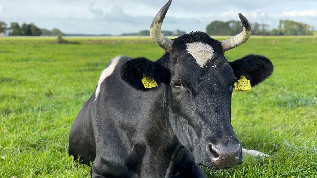 De koeien van Van Tilburg mogen hun hoorns houden