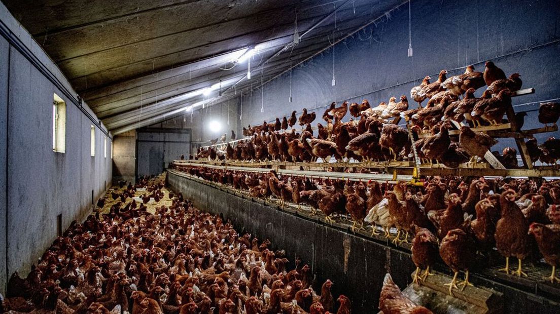 Vanaf 5 oktober 2022 zitten de kippen verplicht binnen om verspreiding van de griep te voorkomen