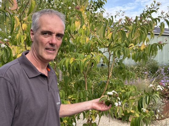 Tuinen veranderen door droogte, hoveniers zoeken naar oplossingen