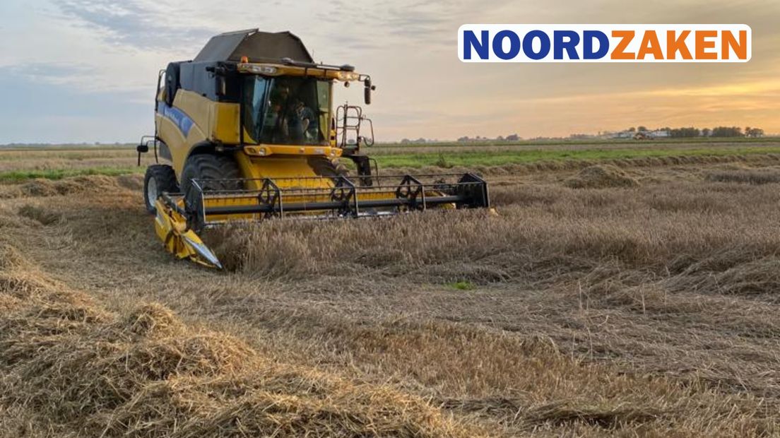 Het oogsten van plat gewaaide tarwe