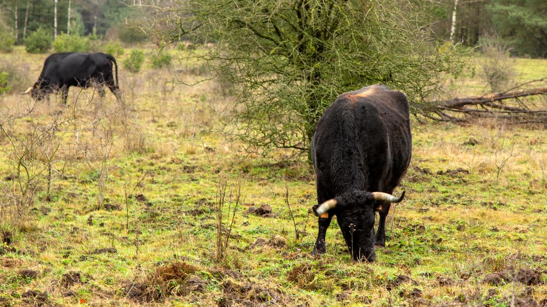 Sinds de jaren zeventig lopen er in natuurgebieden in ons land grote grazers rond. We zijn er inmiddels aan gewend. En de dieren ook aan ons. Ontmoetingen tussen mens en paard, koe of stier leiden dan ook vrijwel nooit tot ongelukken, maar soms gaat het toch mis. Vorige week zondag werd in het Brabantse natuurgebied De Maashorst een man op de hoorns genomen door een tauros. Hij raakte zwaargewond. En dat roept de vraag op wat de aanwezigheid van die grote grazers betekent voor onze veiligheid. En wat kunnen we doen om confrontaties met deze krachtpatsers te voorkomen?