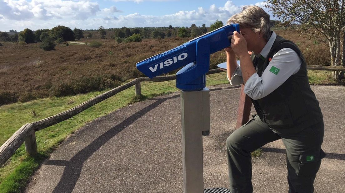 Boswachter Ine Nijveld speurt naar de korhoenders