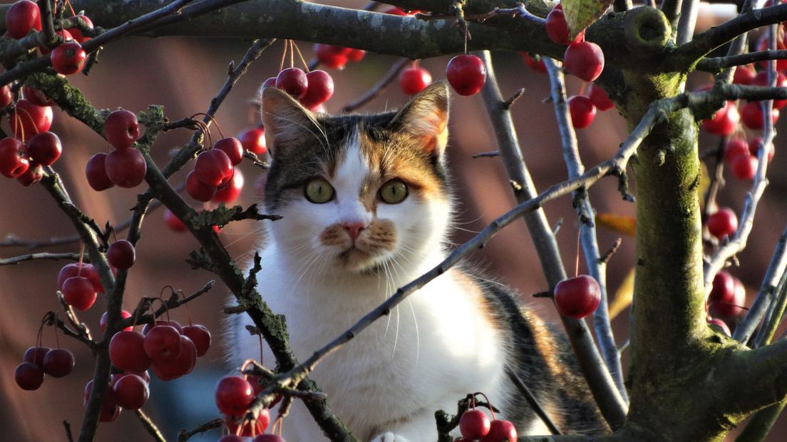 SGP Kapelle: verbod op loslopende katten