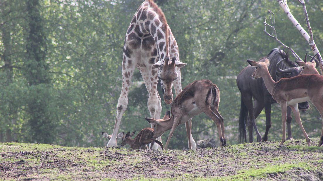 De eerste impala werd geboren op de savanne