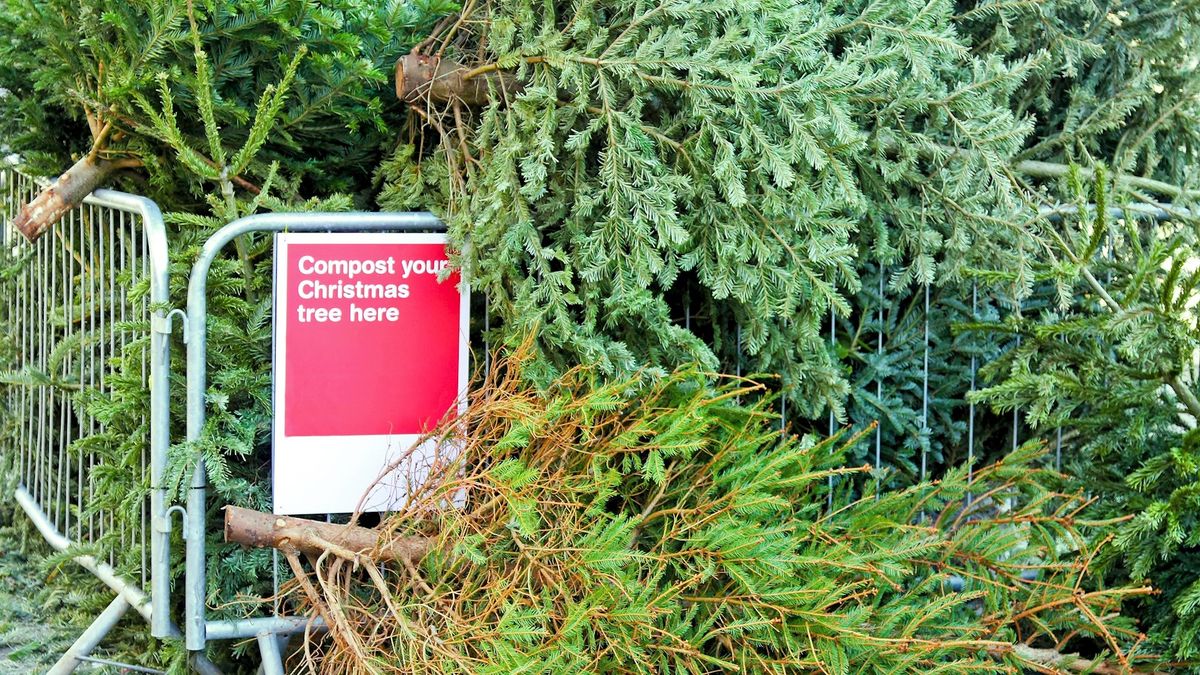 Koeien een plezier doen en op een duurzame manier van je kerstboom af in de Vinkenbuurt