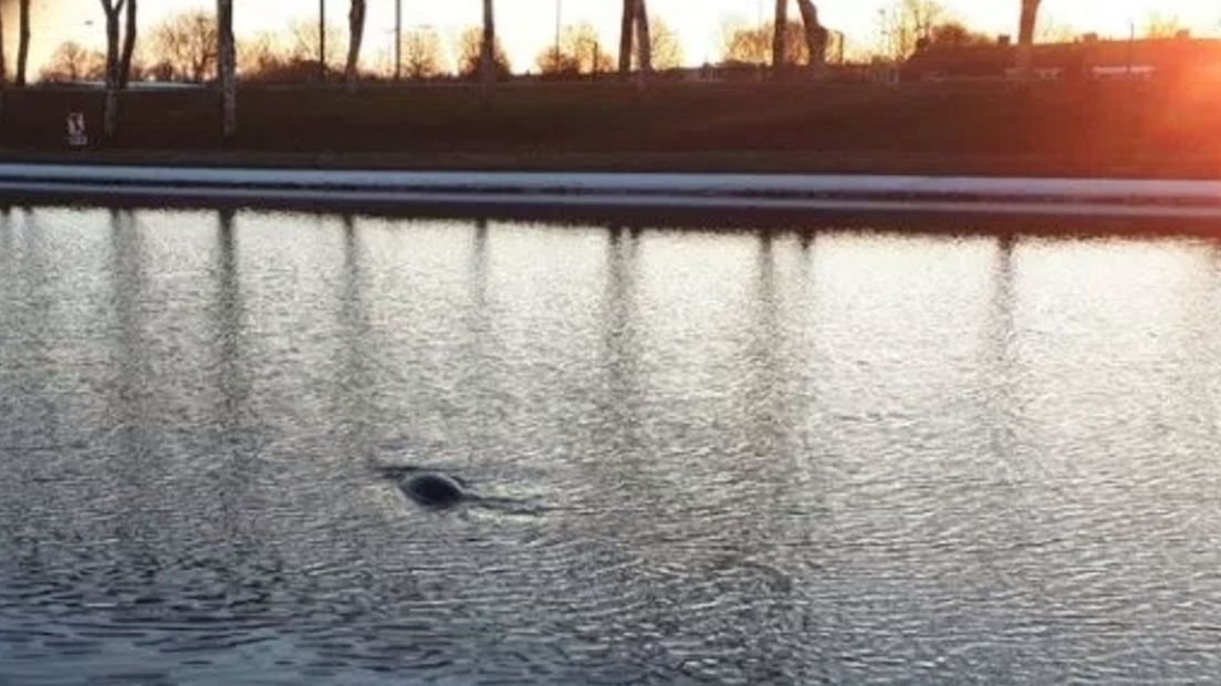 Foto van de zeehond in het Kanaal door Walcheren