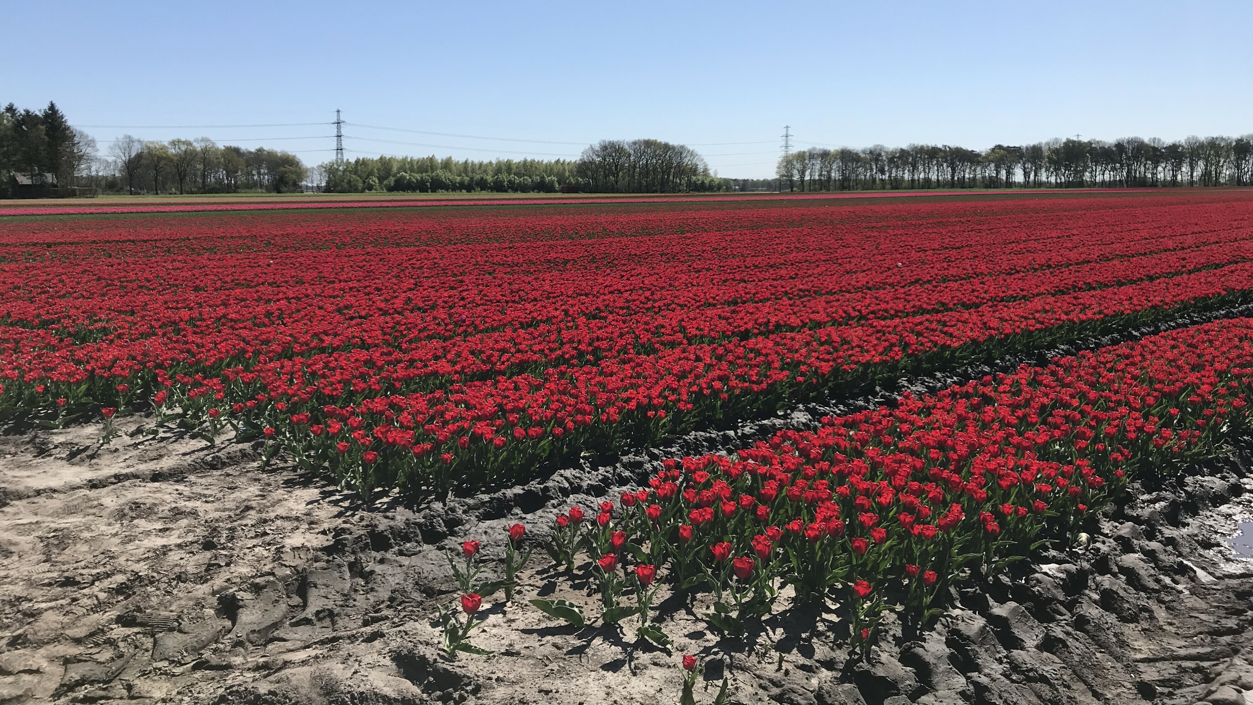 Parkinson-kaart: ziekte komt niet vaker voor in bollenteeltgemeenten