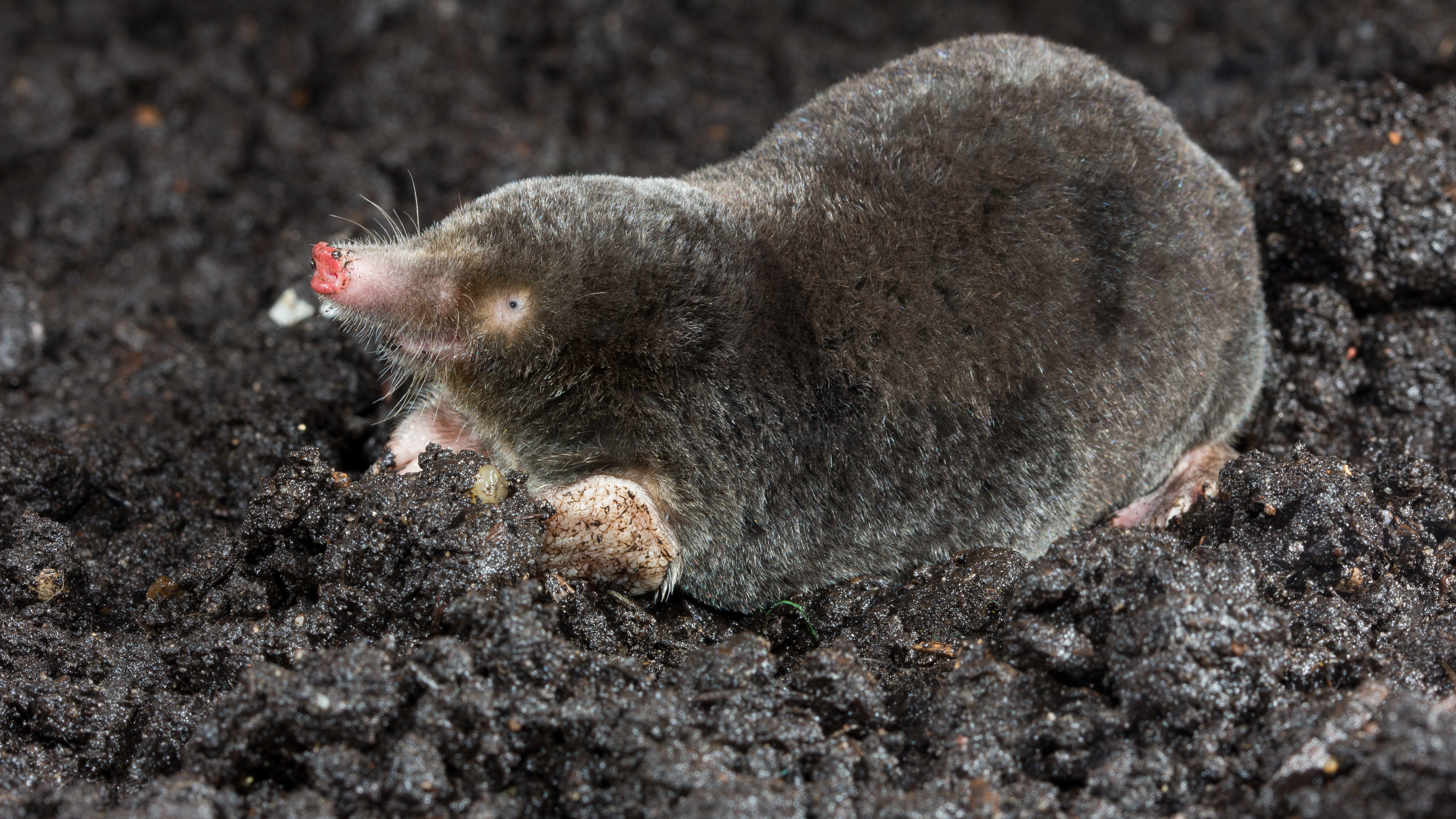 Heb je mollen in de tuin? Wees blij: ze zijn nuttiger dan je denkt