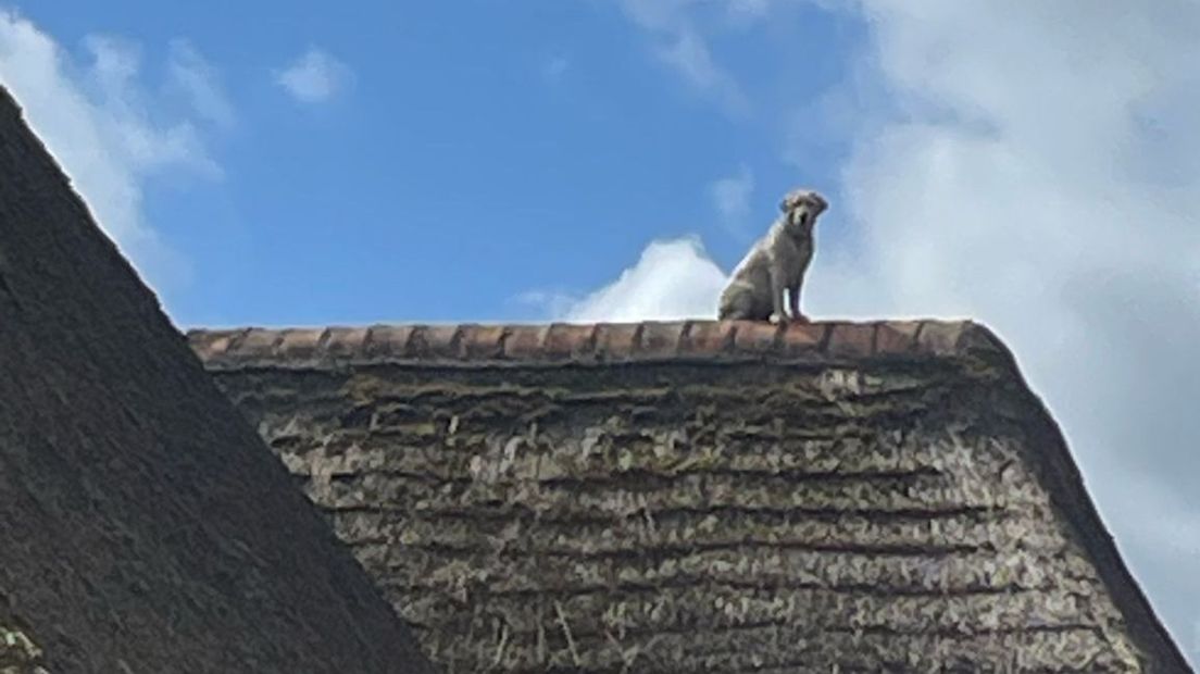 De hond was zelf op het dak geklommen.