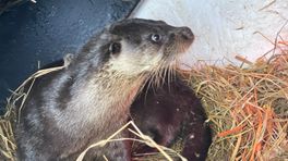 Een primeur voor Faunavisie Wildcare: voor het eerst is er een levende otter binnen gebracht