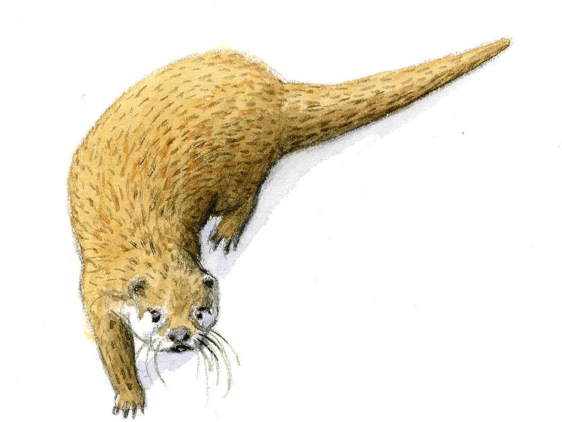 europeseotter