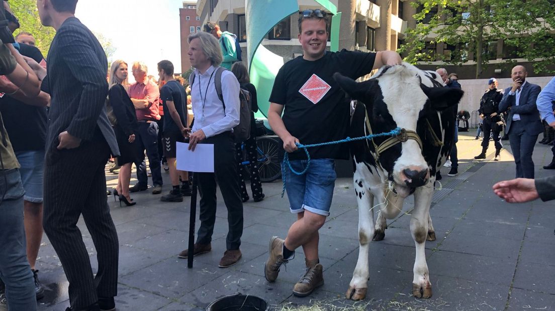 Koe met boer op het plein bij het Kamergebouw