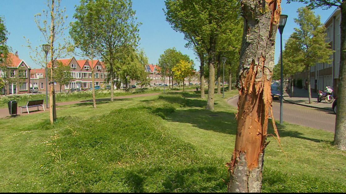 Zo'n twintig bomen zwaar toegetakeld, schade loopt in duizenden euro's