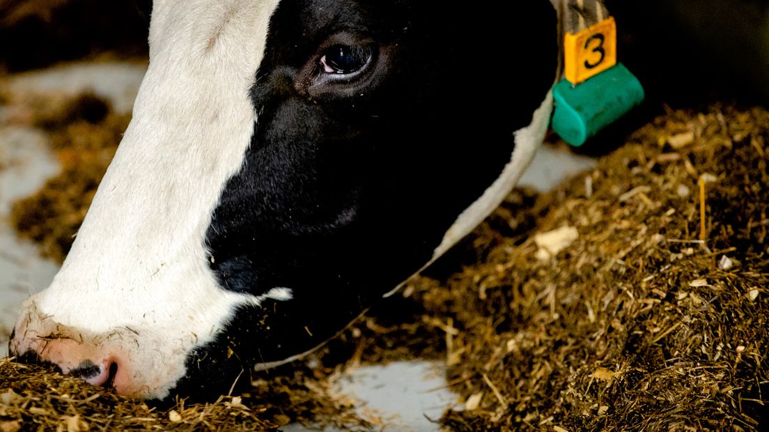 Een koe eet in een stal in Soest. Archief.