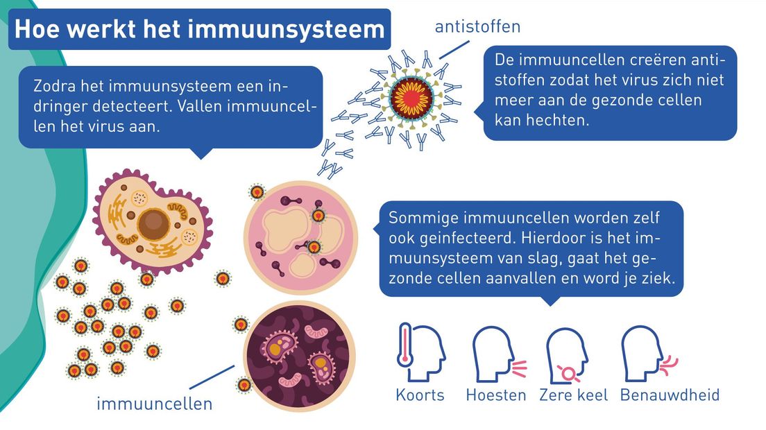 Hoe werkt het immuunsysteem?