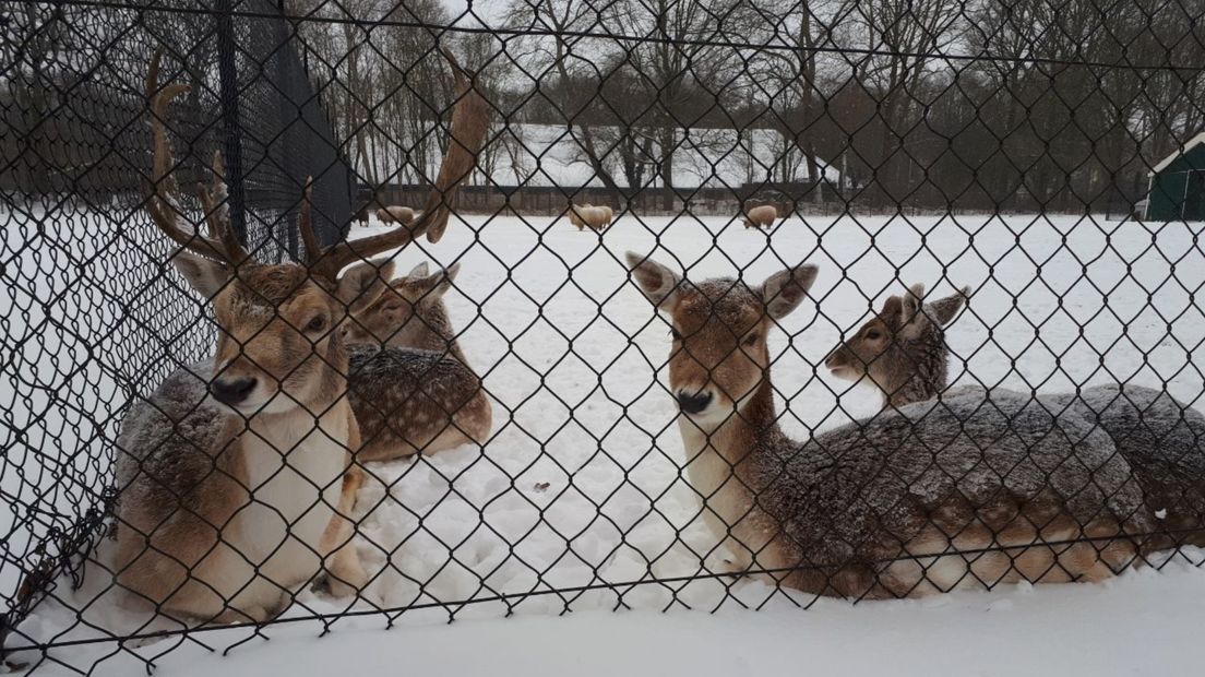 Herten achter het hek van een hertenkamp